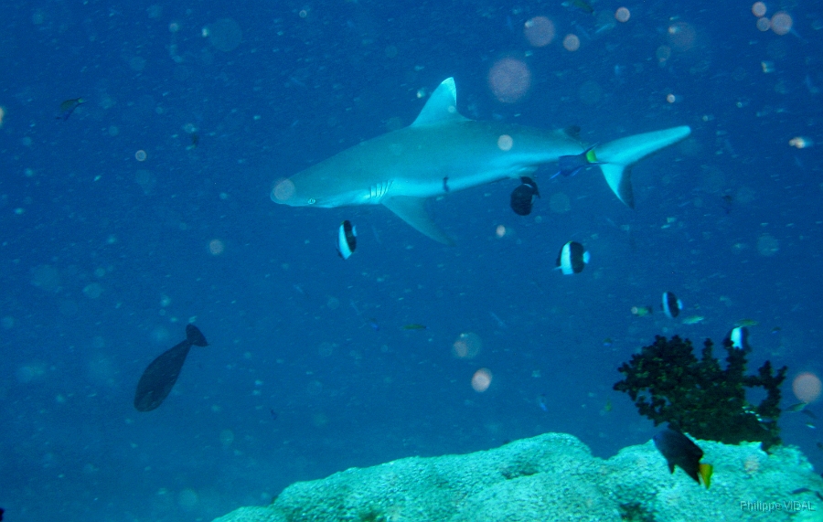 IMG_7697rc_Maldives_Madoogali_Requin gris de recif ou Dagsit Carcharhinus amblyrhynchos.jpg
